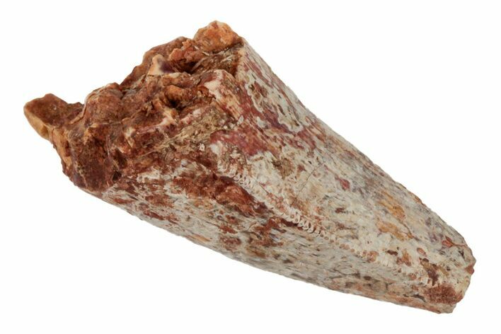 Serrated, 1.2" Fossil Phytosaur (Redondasaurus) Tooth - New Mexico